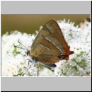 Thecla betulae - Nierenfleck-Zipfelfalter 06 - Hellern-Wiese.jpg